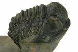 Two Multi-Toned Gerastos Trilobite Fossils - Morocco #381639-4